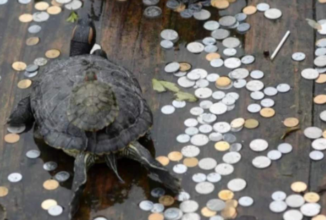 原来这只乌龟养在寺庙中,一些游客来到这里的时候就会向许愿池里扔