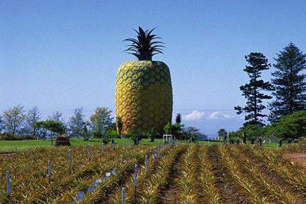 目前最大的菠萝有多重!