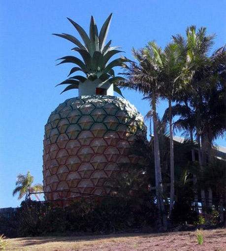 目前最大的菠萝有多重!