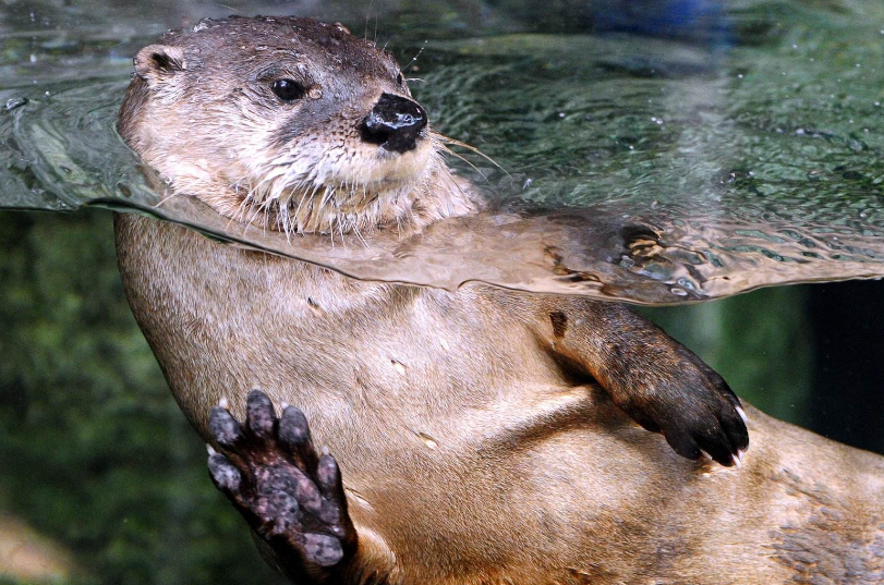 水獭怕水不敢洗澡当主人把它扔到水里后水獭的反应太逗了