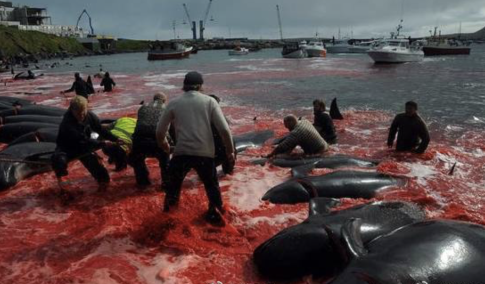 鲸鱼|触目惊心！数百头鲸鱼和海豚被残忍捕杀 鲜血染红海水