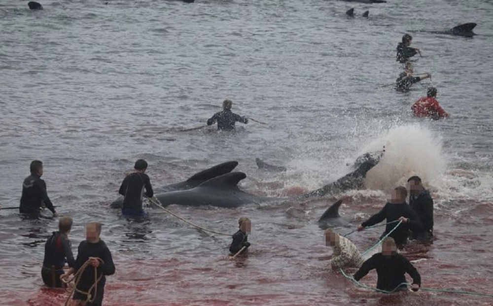 鲸鱼|触目惊心！数百头鲸鱼和海豚被残忍捕杀 鲜血染红海水