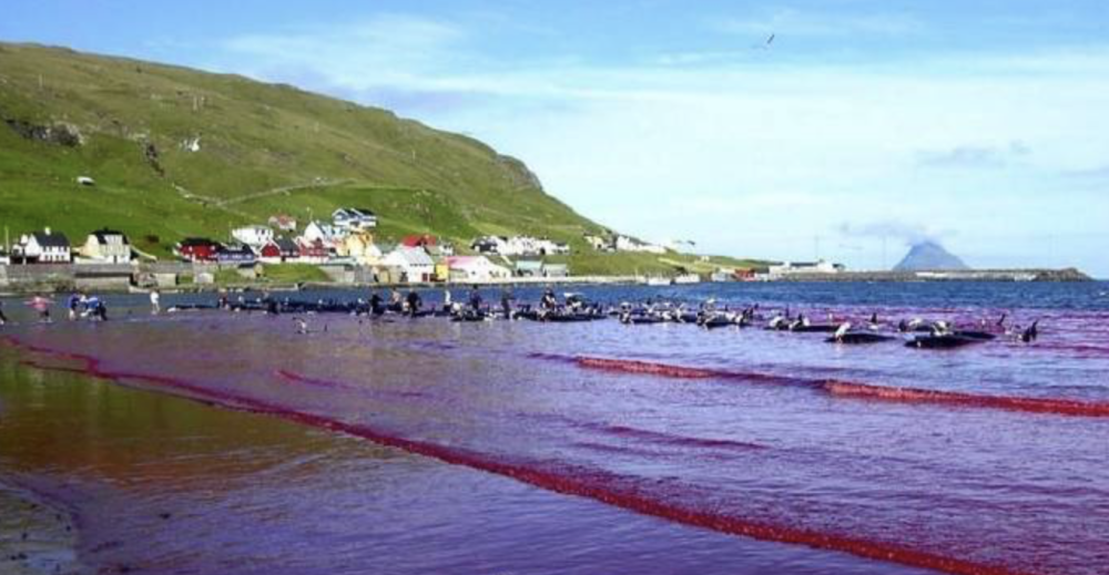 鲸鱼|触目惊心！数百头鲸鱼和海豚被残忍捕杀 鲜血染红海水