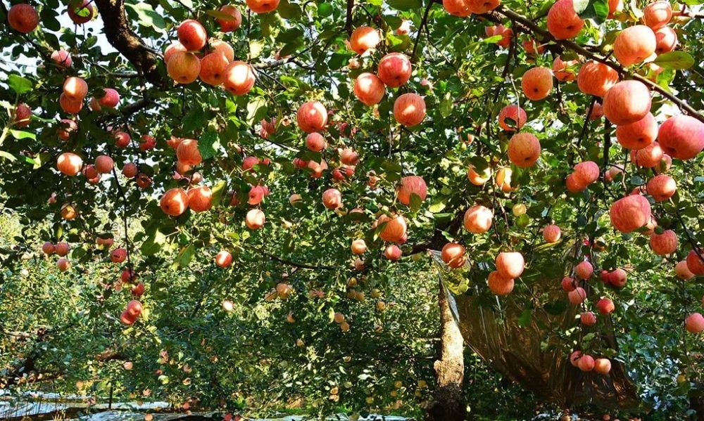 门头沟|果园里“结”出好日子！门头沟斋堂镇军响村走上生态致富路