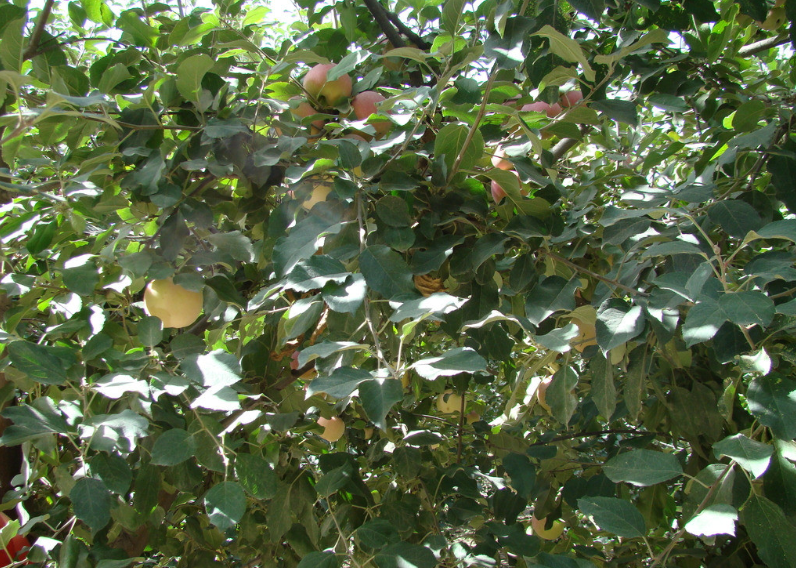 门头沟|果园里“结”出好日子！门头沟斋堂镇军响村走上生态致富路