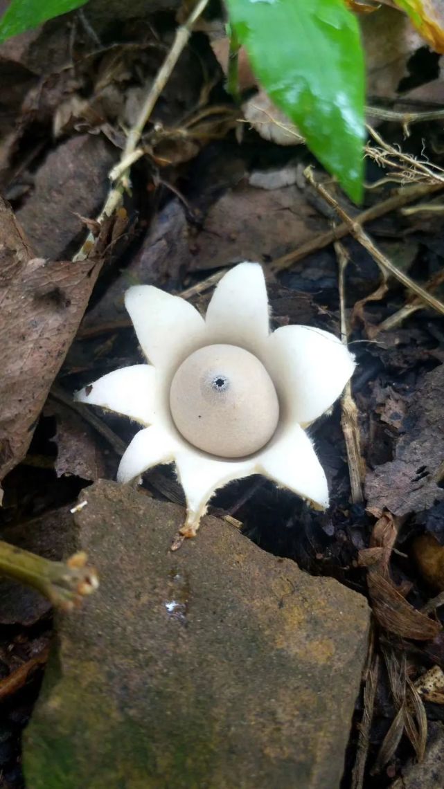 稀奇!泉源马陵山首次发现罕见真菌"地星"