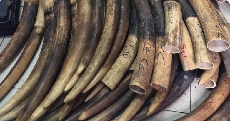 犀牛角|7名中国人在非洲走私犀牛角、象牙落网 被当地法院重判