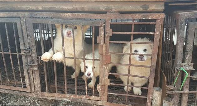韩国|英媒爆料：仍有韩国人购买幼狗宰杀，并做肉汤供人食用
