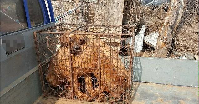 韩国|英媒爆料：仍有韩国人购买幼狗宰杀，并做肉汤供人食用