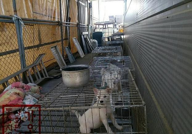 韩国|英媒爆料：仍有韩国人购买幼狗宰杀，并做肉汤供人食用