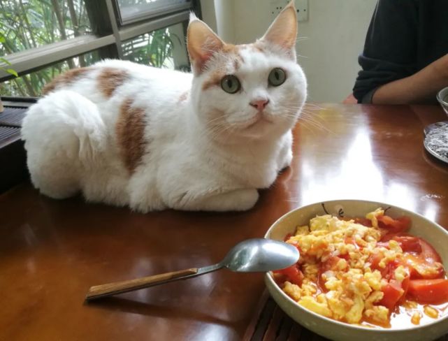 有些更是忌惮地孵在餐桌上,毕竟,对主子而言,这个家里没有哪里是它们