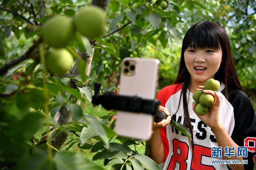 丹凤县的网络主播李萌在当地的万亩核桃园内直播介绍即将上市的核桃(7