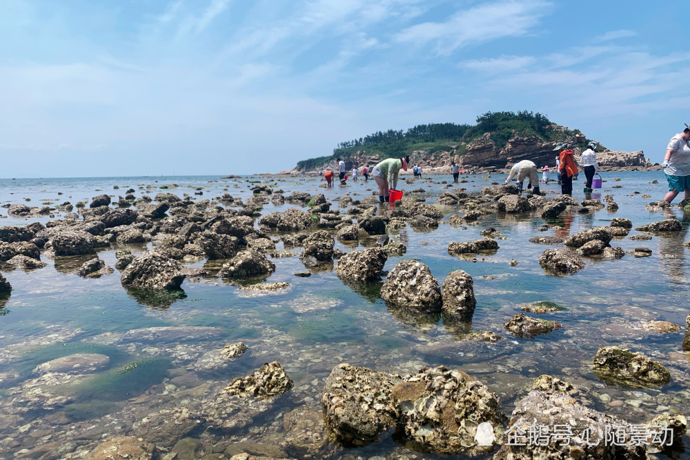 赶海季节到来，游客也参与其中！