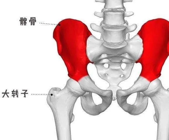 6个动作帮你纠正假胯宽