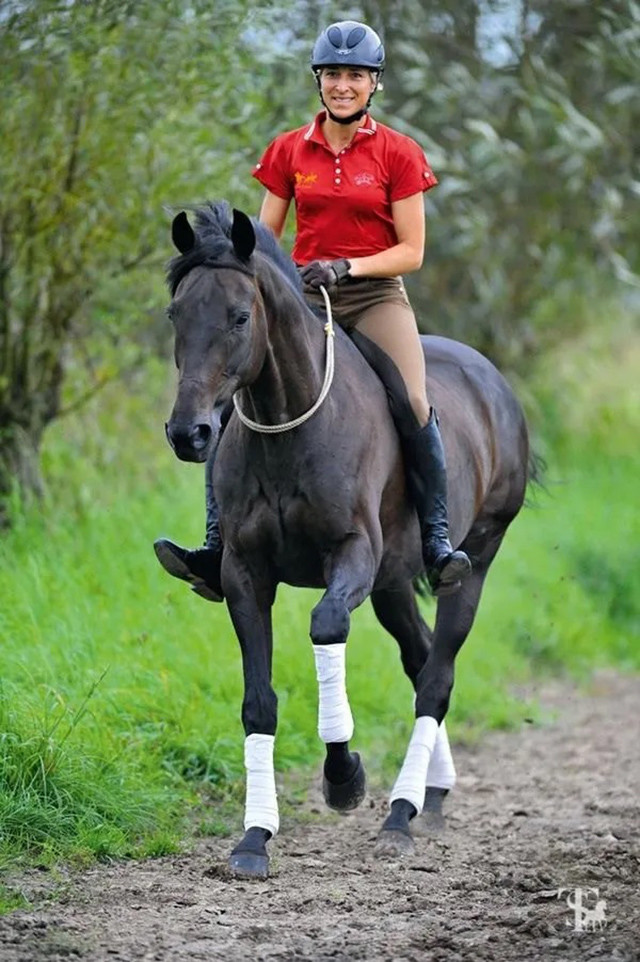 无鞍无缰,潇洒的自由式骑马,你想试试吗?