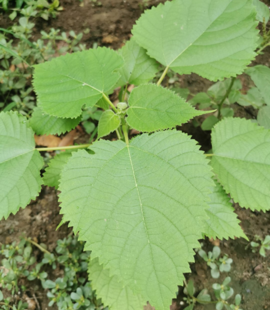 苎麻叶可食用,在江西鹰潭一带有7月半用苎麻叶子和米粉一起做成包子的