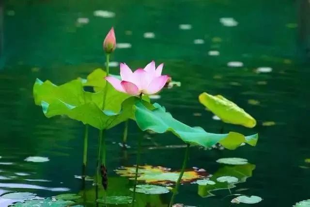 大暑|大暑来了！一年中最热的时候来了……