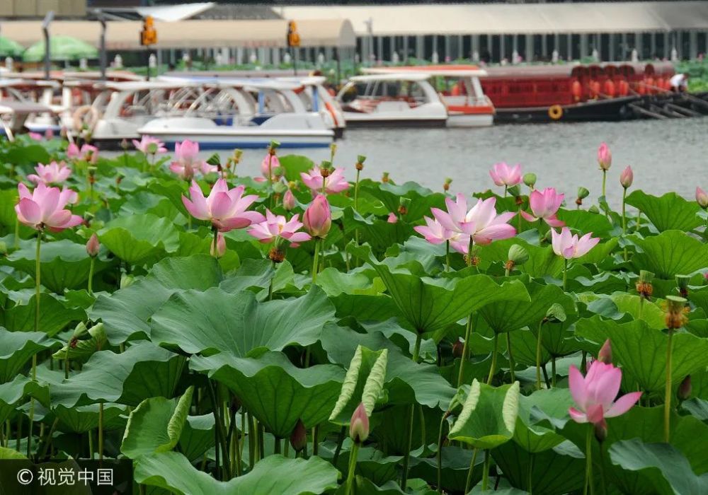 大暑|大暑来了！一年中最热的时候来了……