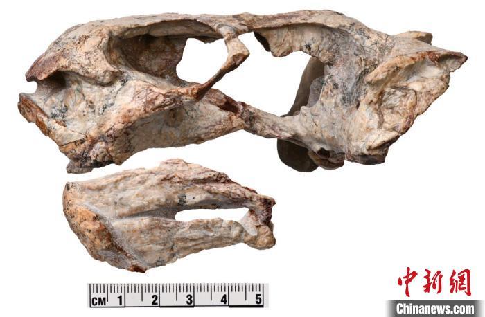 桃河|最新研究：中国白氏桃河兽与老挝两种二齿兽类组成单系类群