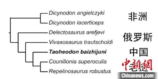 桃河|最新研究：中国白氏桃河兽与老挝两种二齿兽类组成单系类群