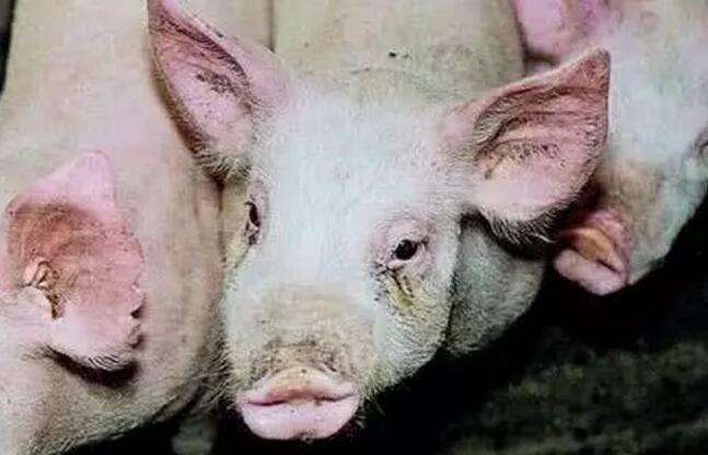传染性萎缩性鼻炎|小猪鼻子长歪了？这是传染病，要及时防治！