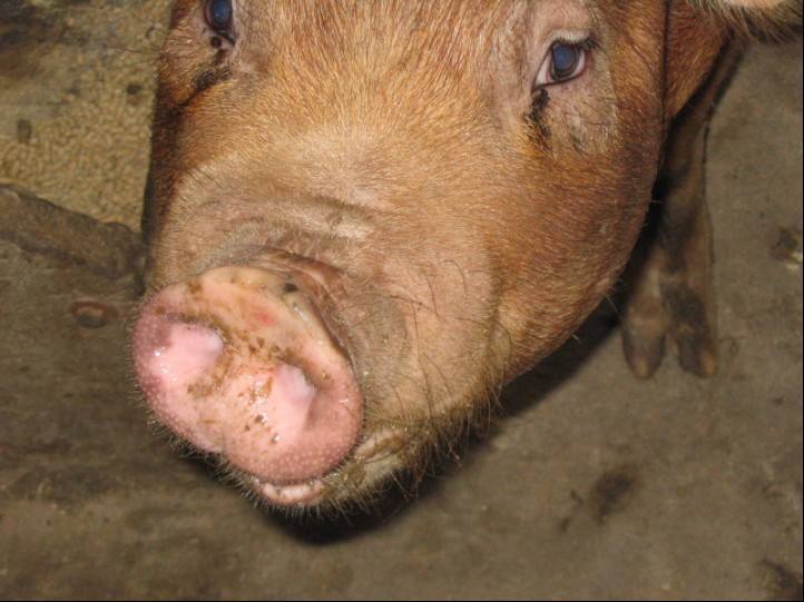 传染性萎缩性鼻炎|小猪鼻子长歪了？这是传染病，要及时防治！