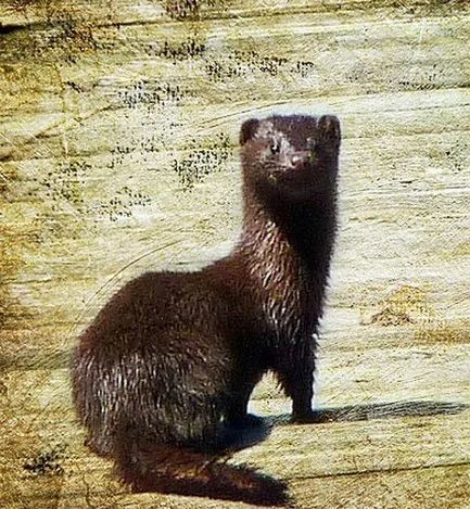 水貂阿留申病|“探秘野生动物与病原体”专栏：水貂