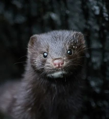 水貂阿留申病|“探秘野生动物与病原体”专栏：水貂