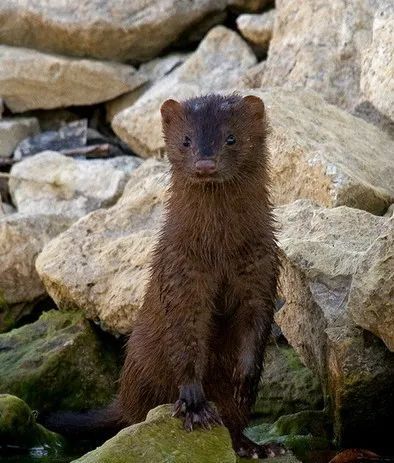 水貂阿留申病|“探秘野生动物与病原体”专栏：水貂