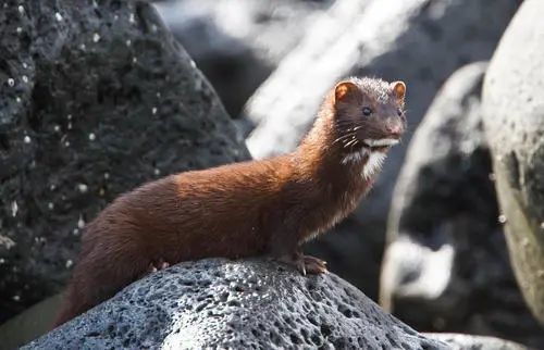 水貂阿留申病|“探秘野生动物与病原体”专栏：水貂
