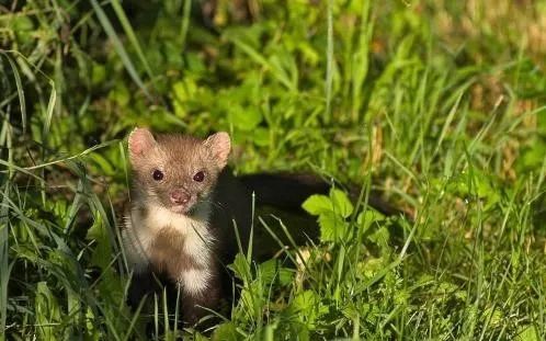 水貂阿留申病|“探秘野生动物与病原体”专栏：水貂