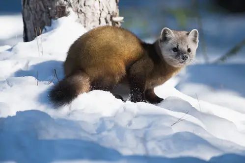 水貂阿留申病|“探秘野生动物与病原体”专栏：水貂