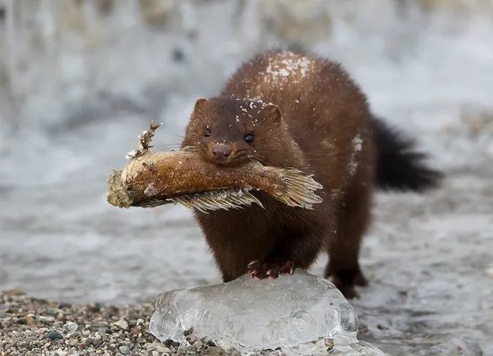 水貂阿留申病|“探秘野生动物与病原体”专栏：水貂