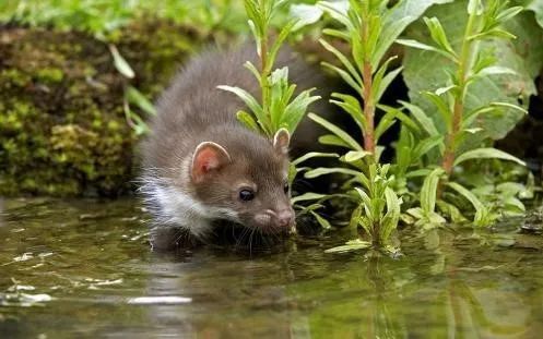 水貂阿留申病|“探秘野生动物与病原体”专栏：水貂