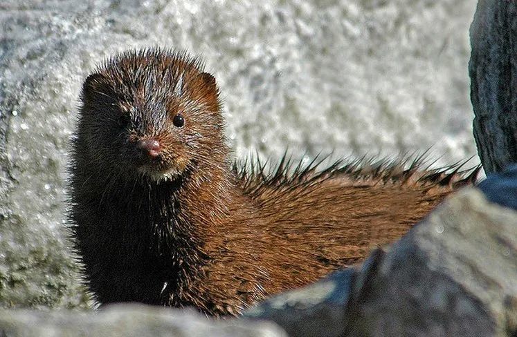 水貂阿留申病|“探秘野生动物与病原体”专栏：水貂