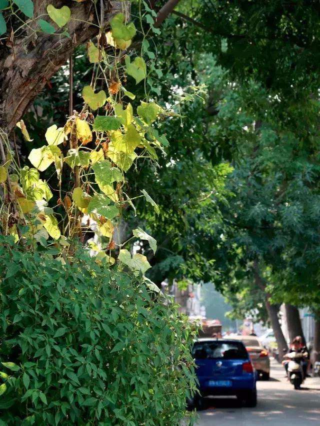 北京|北京最具生活气息的地方藏在胡同、院子里