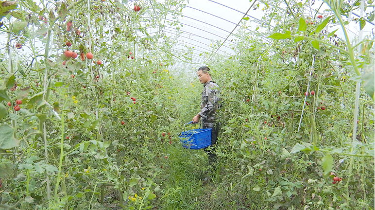 樱桃小番茄 板栗味南瓜 夏日清甜尽在孝昌这个地方 腾讯新闻