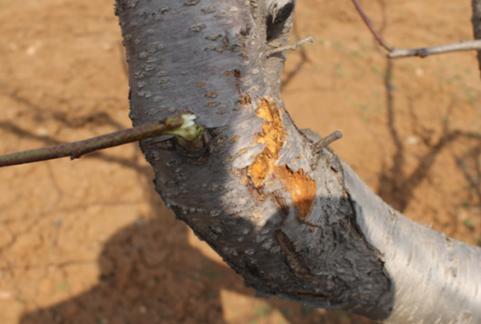 二,桃树腐烂病(2)药剂防治:萌芽前适时喷洒5度石硫合剂或乙酸铜杀菌