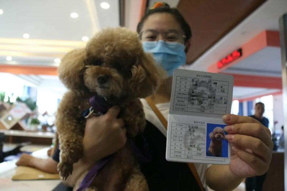 從昨天開始,我市啟動養犬證辦理_騰訊新聞