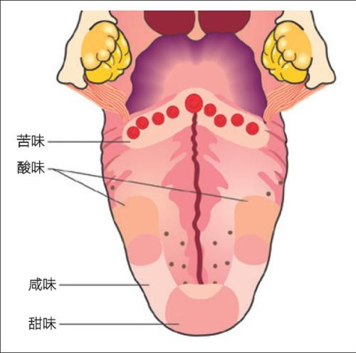 还是该补补了|糖尿病|味觉障碍|高血压|内分泌疾病|营养素
