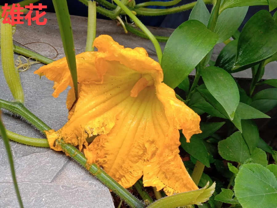 夏天这8种花 可以当菜吃 再不摘就没了 腾讯新闻