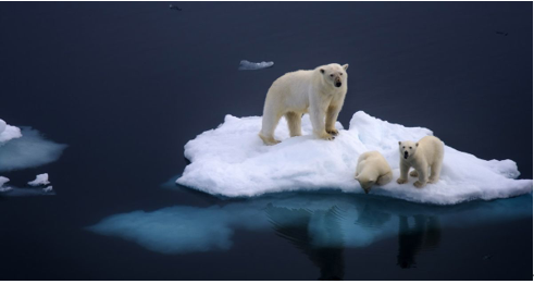 本世纪末北极熊将无处生存!