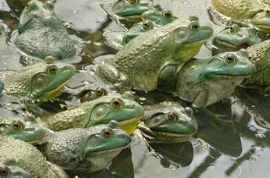 牛蛙|牛蛙的哭诉：“妈妈我想回家”，美洲牛蛙入侵中国后，想家了