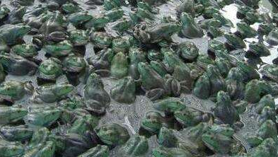 牛蛙|牛蛙的哭诉：“妈妈我想回家”，美洲牛蛙入侵中国后，想家了