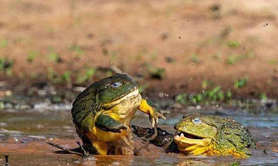 牛蛙|牛蛙的哭诉：“妈妈我想回家”，美洲牛蛙入侵中国后，想家了