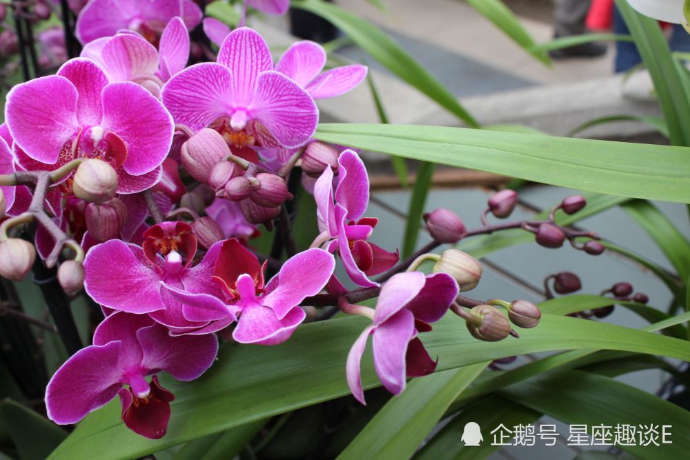 7月23日星座运势 巨蟹积极乐观 天秤大展拳脚 水瓶迎接挑战 腾讯新闻