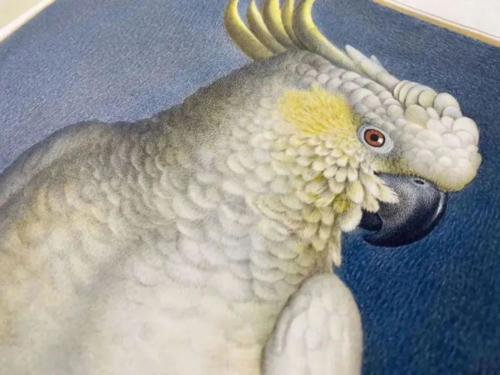 法国|这本14斤重的书里，藏着法国皇室400年不外传的珍品