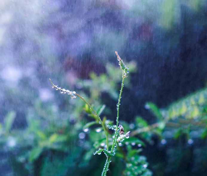 古诗词|【诗词鉴赏】 大暑已至 万物荣华 大雨时行，古诗词中的大雨！