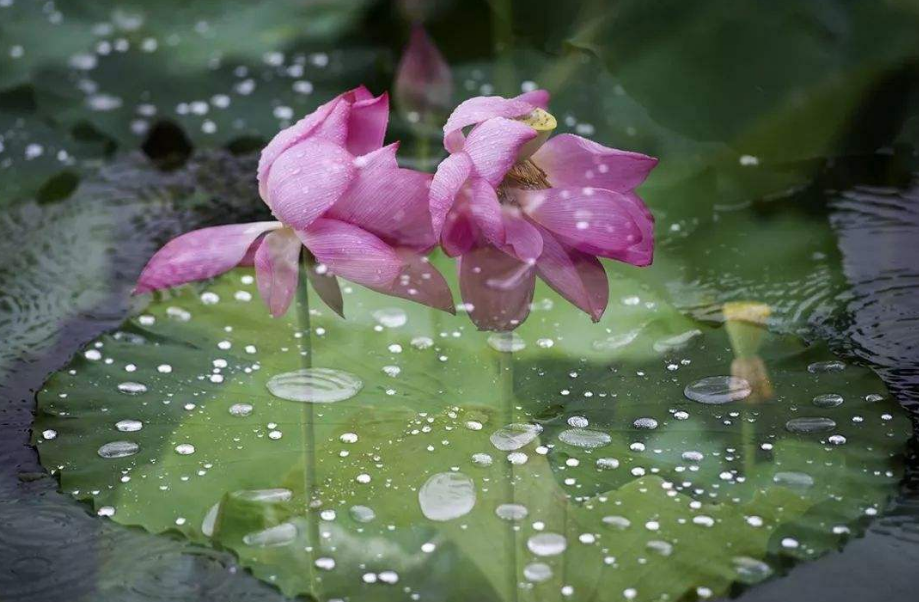 古诗词|【诗词鉴赏】 大暑已至 万物荣华 大雨时行，古诗词中的大雨！