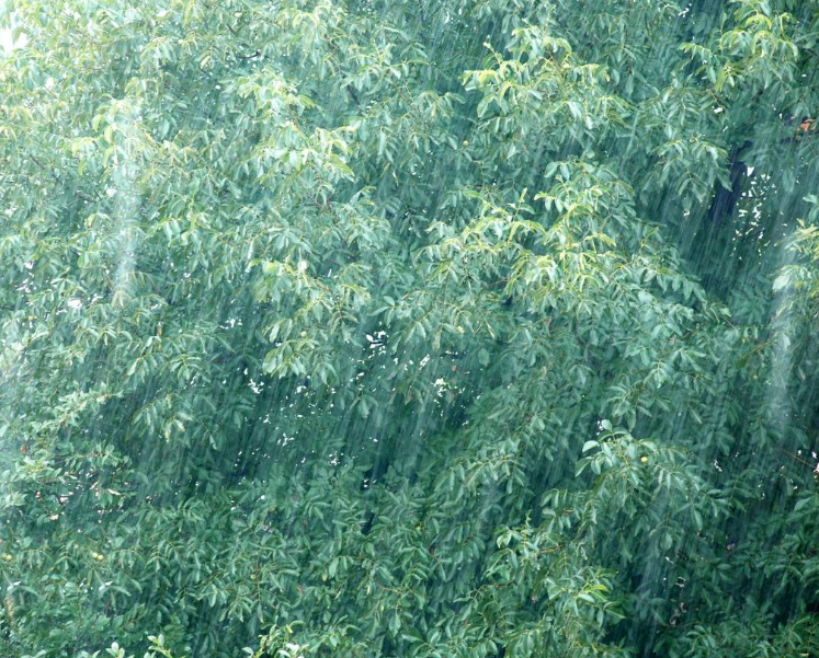 古诗词|【诗词鉴赏】 大暑已至 万物荣华 大雨时行，古诗词中的大雨！